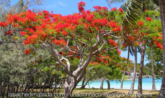 alberi corallo Nuova Caledonia