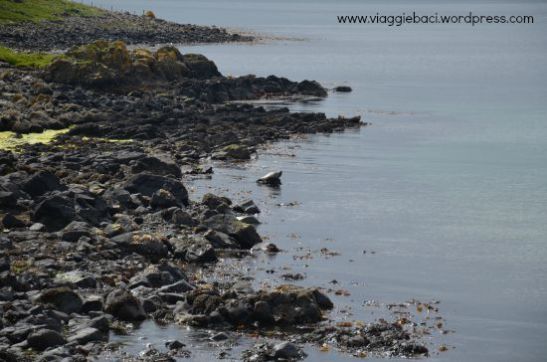 Mill Bay, baia delle foche a rathlin island